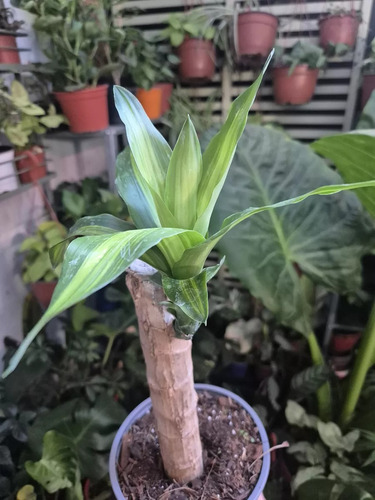 Palo De Agua Para Que Sirve