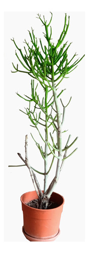 Planta Lápiz Euphorbia Tirucalli (no Envío Al Interior)