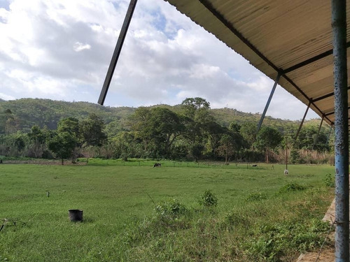 Imagen 6 de 11 de Precio Oportunidad Granja Aves Carlos Arvelo - Anggi Zerpa