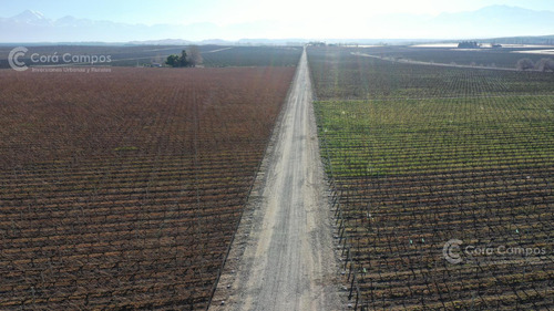 Se Vende Finca En Valle De Uco Mendoza. 300 Ha De Viñedo En Producción Unicas. Lo Mejor