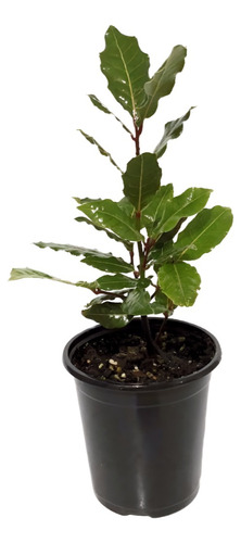 Planta Bonsai Laurel De Indias