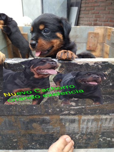 Rottweiler Cachorros R5