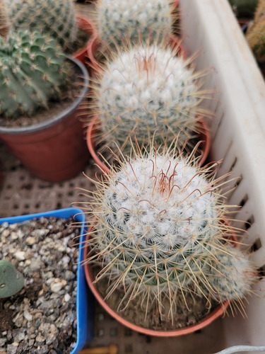Cactus Mammillaria Bombicyna. Cactus Nevado. Cactus Colecció