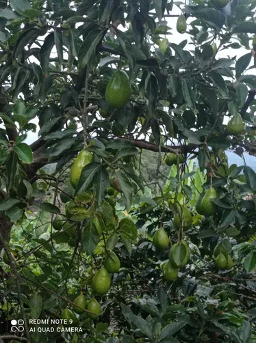 Vendo Hermosa Finca En Ibague