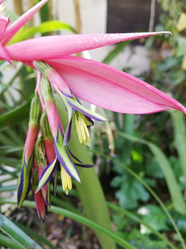 Bilbergia Nutans