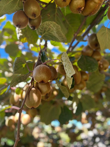 Predio De 30 Ha, Producción Kiwis