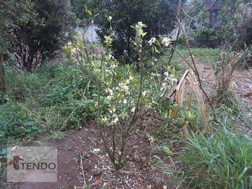 Imagem 11 de 14 de Imob03 - Chácara 1200 M² - Venda - 3 Dormitórios - 1 Suíte - Jardim Chácara Méa - Suzano/sp - Ch0119