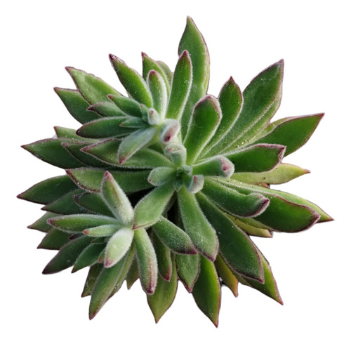 Echeveria Setossa Arrow