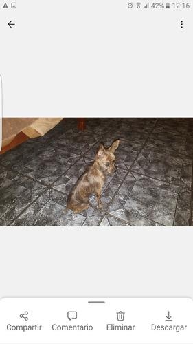 Imagen 9 de 10 de Hembra 11 Meses 1.200 Kg.
