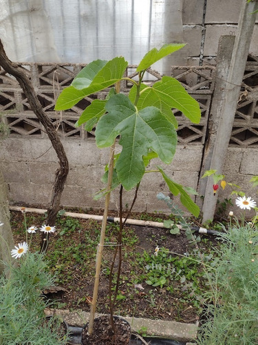 Higuera Gota De Miel