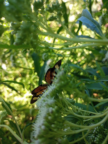 Austroepatorium Chilca De Olor Mariposera Doctorcito (x3)