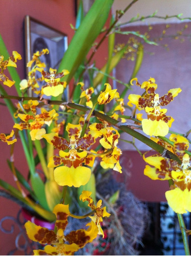 Orquídea Oncidium Sphacelatum 