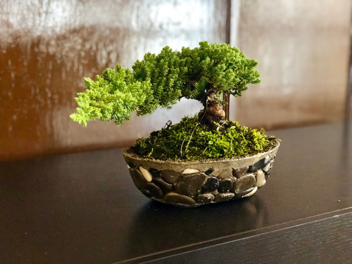 Bonsai Junipero Rastrero 5 Años Base De Piedra