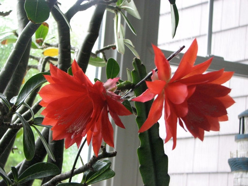 10 Sementes De Flor Cacto Orquidea Epiphyllum Mix P/ Mudas | MercadoLivre