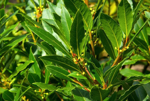 Semillas De Laurel Comestible