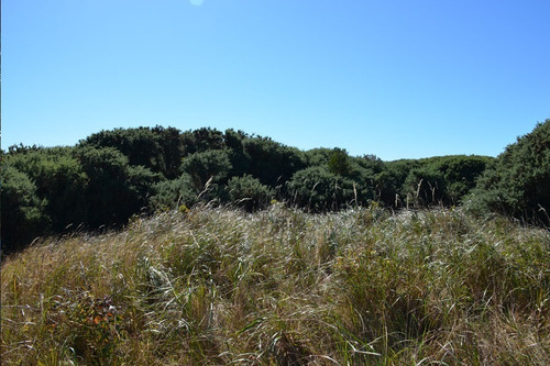 Imagen 3 de 16 de Se Venden Parcelas Con Orilla De Playa En Chiloé