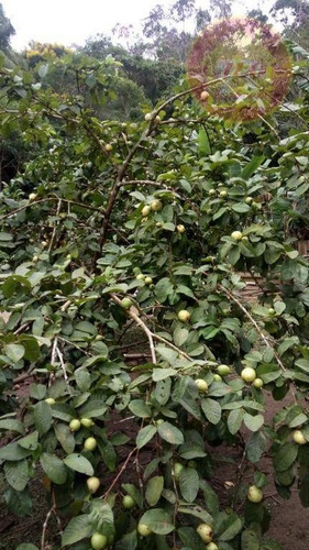 Sítio Com 2 Dormitórios À Venda, 30000 M² Por R$ 260.000,00 - Zona Rural - Itariri/sp - Si0014