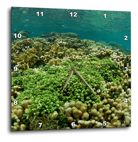 Reloj De Pared Acuático En Arrecife Del Caribe Saludable 25x