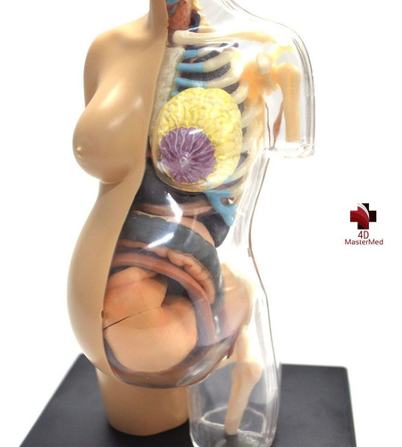 Anatomia Do Torso Gravidez - Grávida Corpo Humano