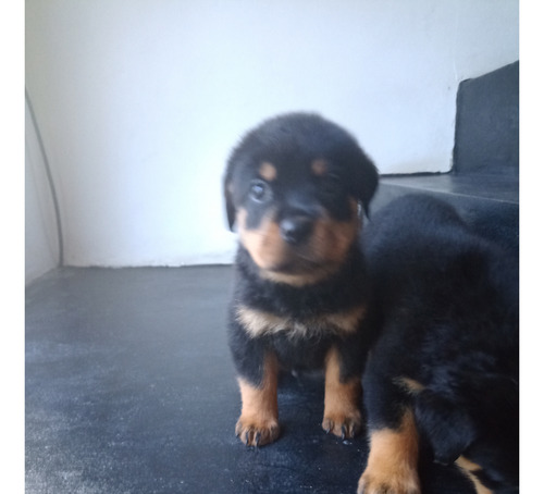 Rottweiler Cachorros Puros Listos Para Entregar