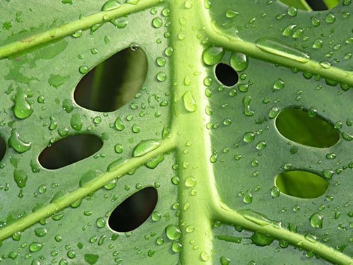 Imagen 3 de 8 de Planta Philodendron Peruveano M14