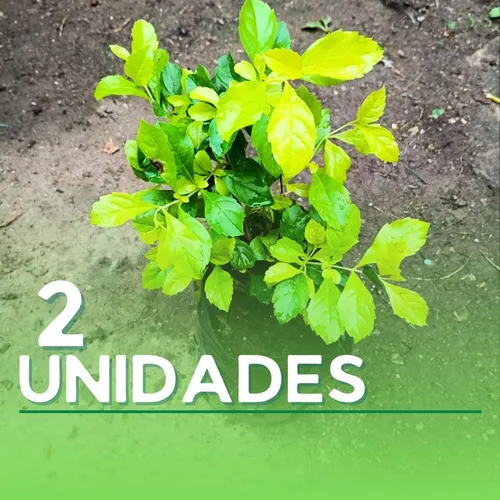 Plantas De Garbancillo
