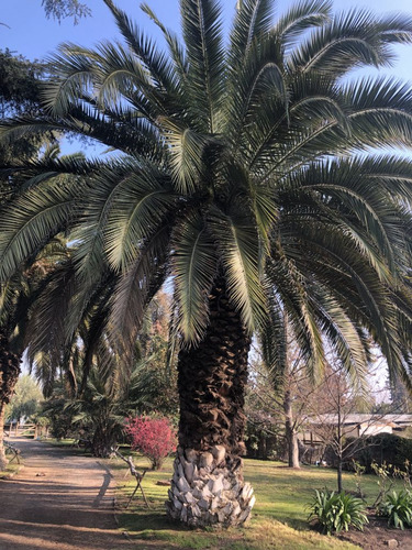 Semillas Palmera Phoenix 40 Semillas