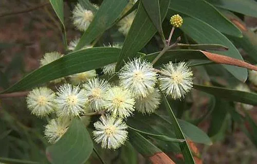 Acacia Negra.