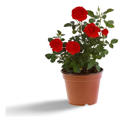 Planta Plantar Una Rosa Cortada