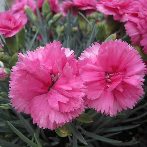 Sementes De Cravo Gigante Chabaud (rosa) Feltrin