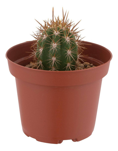 Planta Cactus Tradicional 