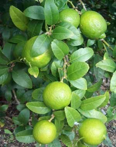 Limón Criollo ( Árbol ) 1m Aprox , Con Espina , Agrio
