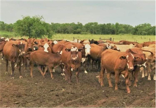 Imagen 2 de 18 de Venta Campo Mixto En Santiago Del Estero