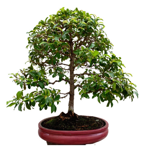 Bonsai De Eugenia 