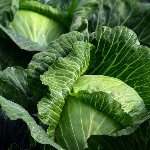 Semillas De Repollo Para Huerta En Casa