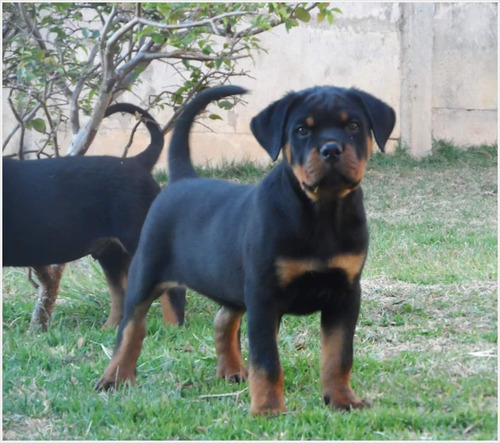 Filhotes Rottweiler , Genética Temperamento E Conformação.