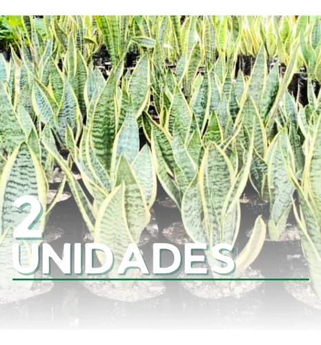 Plantas Lengua De Suegra