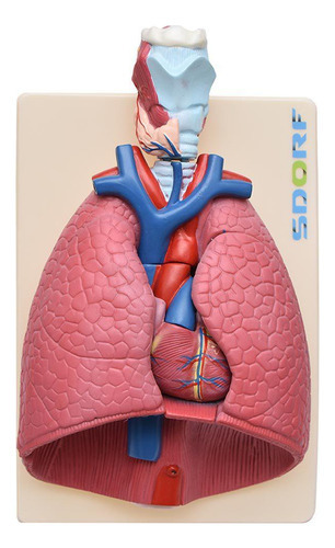 Sistema Respiratório Em Prancha 7 Partes, Anatomia