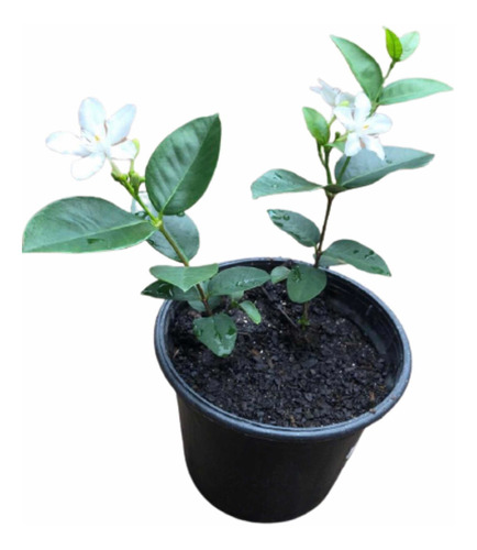 Planta Jasmim Flor Perfumada Casa Cheirosa Envio Imediato | Frete grátis