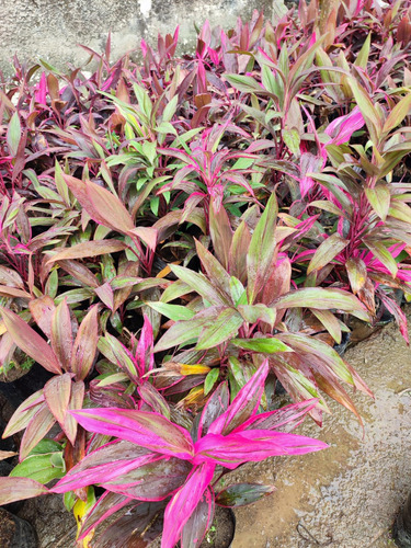 Planta Cordyline 