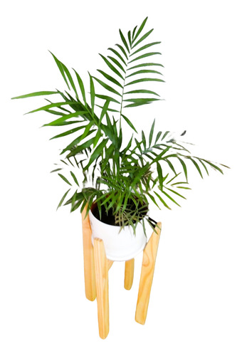 Planta Interior Palmera C/pie Nórdico 47 Cm Maceta Plato