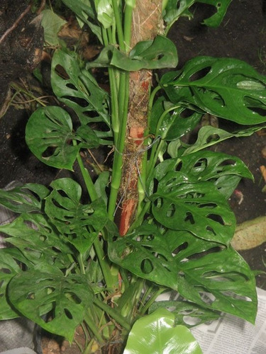 Imagen 4 de 8 de Planta Philodendron Peruveano M14
