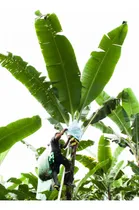 Comprar Bananeros, Plantas De Bananas