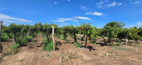 Venta Finca El Carrizal