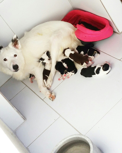 Border Collie