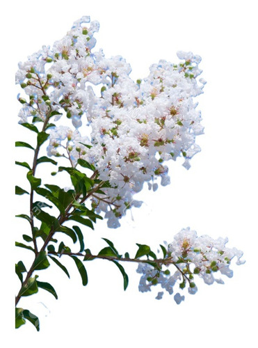 Sobre Para Sembrar 15 Planta Arbusto Floral Espumilla Blanca