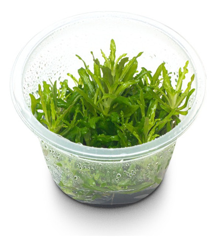 Pogostemon Helferi (in Vitro)