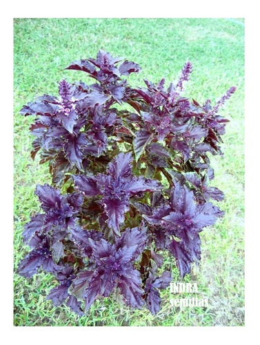 Albahaca Morada 30 Semillas  Organicas  Don Coco 