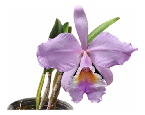 Cattleya Mossiae Tipo X Concolor