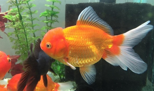 Goldfish O Carassius, Telescopio Agua Fría, Acuarios En Casa